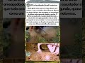 As raias não atacam do nada #raia #animais #oceano