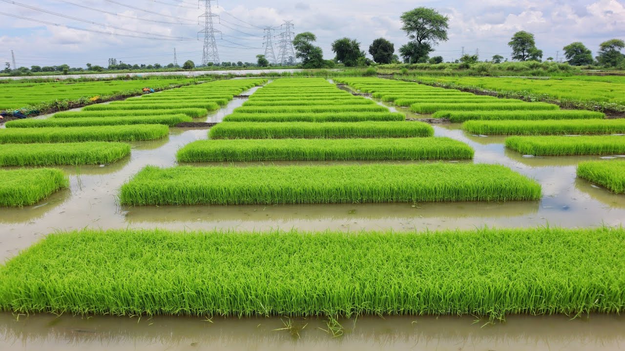 धान की नर्सरी तैयार | नर्सरी तैयार करने की निंजा टेक्निक | Rice Planter | Cubota machine