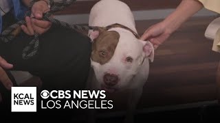 Taz is a 5-year-old pit bull mix looking for a forever home | Pet of the Week Resimi