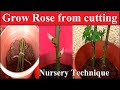 Nursery technique to grow rose from cutting|Easy way to grow rose plant from cutting|गुलाब की कटिंग