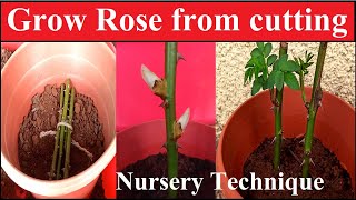 Nursery technique to grow rose from cutting|Easy way to grow rose plant from cutting|गुलाब की कटिंग