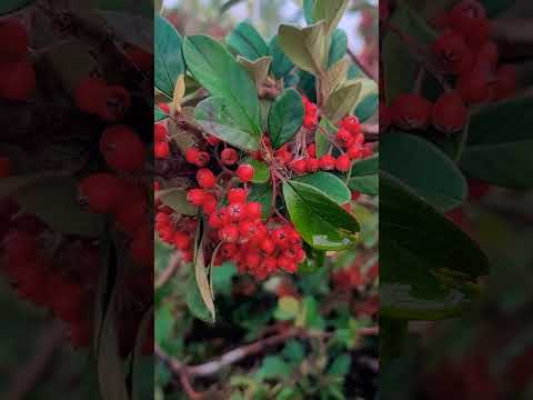 Video: Chokeberry cotoneaster: penerangan dan sifat berguna