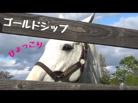 ひょっこり出てくるゴールドシップが可愛い笑 Youtube