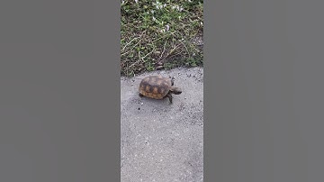 Baby Gopher Tortoise.