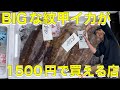 『ビックなカミナリ紋甲イカが1500円だってばよー』#激安  #魚屋　#相木魚問屋 #敦賀   8/6/9