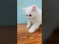 🤌😂funny#cat#cute#kitten#viral #short#viral#video#cat#lover👇subscribe me🐾🐈