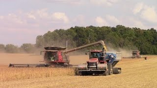 Two Case IH 9240 Combines Harvesting Soybeans