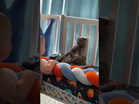 Cat freezes to avoid baby's attention