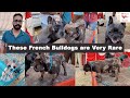 Funny and Cute French Bulldog || Exotic Dogs  || Rare dogs