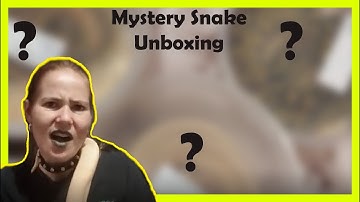 Mystery Ball Python Unboxing Dynasty Reptiles