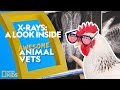 Animal Health Diagnosis and Findings