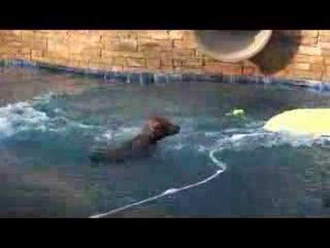 Dog and water slide - YouTube