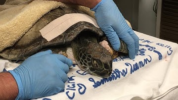 Green Sea Turtle Rescued After Getting Entangled in Fishing Line