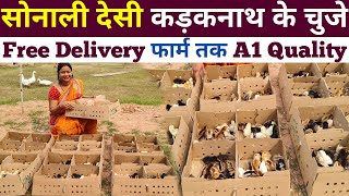 Free Delivery Sonali Pure Desi Kadaknath Chick's सोनाली गाँवरानी मुर्गी के चुजे के लिए संपर्क करें