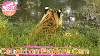 Time to check out the pool. Dutchess tiger at Big Cat Rescue.