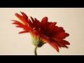 Flower stop-motion animation