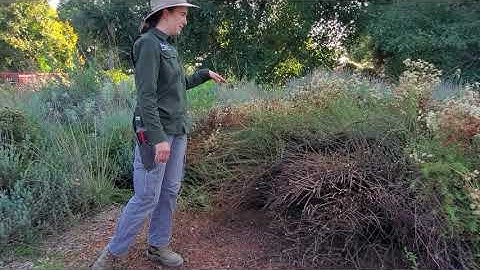Fullerton Arboretum | Pruning California Native Plants
