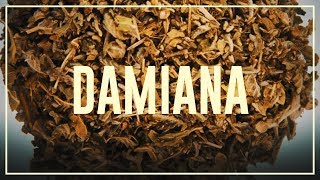 Damiana - Do's and don'ts | Drugslab