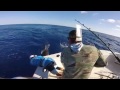 2016 Bermuda Sea Horse | Team Reel Addiction | Blue Marlin