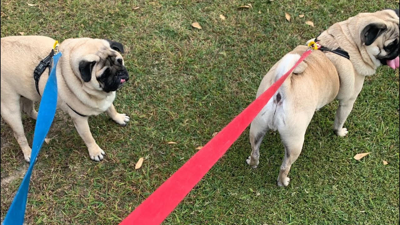 VIP Pug Protection Service Activated 