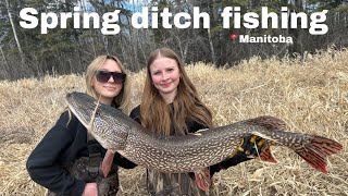 Spring ditch fishing! 📍Manitoba 