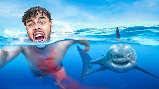 Kan Je Met Haaien Zwemmen Overleven?