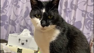 猫 貓 CAT Katze Chat Кот 고양이 قطة