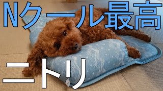 ニトリのNクール犬、猫用ベッドが最高でした。寝姿がかわいいです。レビュー