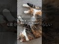 猫は実は年上かも！！！#ネコ#ニャンコ＃猫