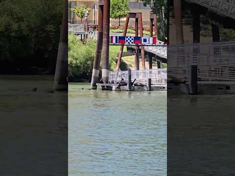 05 22 2025 Sea Lions Video