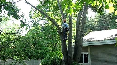 Chunking down a Norway Maple