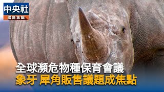 全球瀕危物種保育會議登場　聚焦開放販售犀牛角等議題