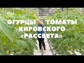 Огурцы и томаты кировского «Рассвета»