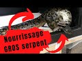 Elle nourrit un serpent de plus de 3 mtres   reptistore