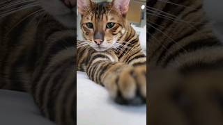 Miniature Tigers of the Domestic World #toyger #cats #catshorts