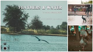 Feathers & Water - Al Qudra Lake, Dubai 2020 | Nikon D7200 | AF-S NIKKOR 18-140mm