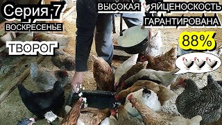 Высокая Яйценоскость Делюсь секретами Кормление КУР СЕРИЯ 7 РЕЦЕПТЫ ДЛЯ ЯЙЦЕНОСКОСТИ в СЕРИАЛЕ