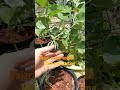 kajari melons update