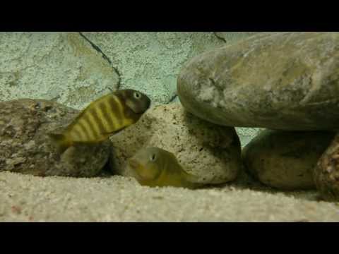 F0 WF Tropheus