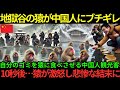 【海外の反応】「こいつに食べさせてみようぜw」温泉に入ってる猿に中国人が迷惑行為!見かねたボス猿が中国人に反撃した結果…