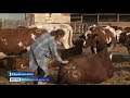 Астраханские фермеры планируют реализовать около 180 тысяч молока