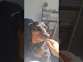 닥스훈트 밀키의 나른한 오후~♥(광합성^^)