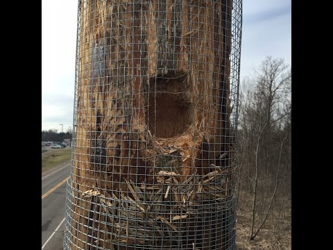 Connexus Energy Struggles with Woodpecker Damage