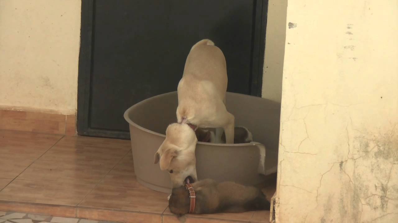 Chance removing a puppy's collar YouTube