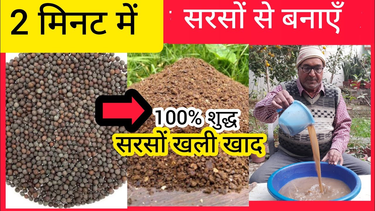 घर पर 100% शुद्ध सरसों खली खाद कैसे बनाएं, सिर्फ 2 मिनट में