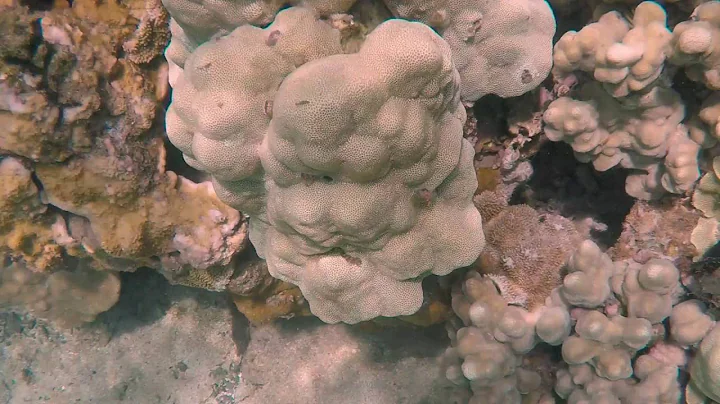 honolua snorkel