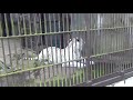 2018.9.9 宇都宮動物園☆ホワイトタイガーのアース王子とシラナミ姫_06