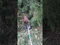 【猪の生捕り】#くくり罠 #狩猟#松ごり #猪 #日本犬物語