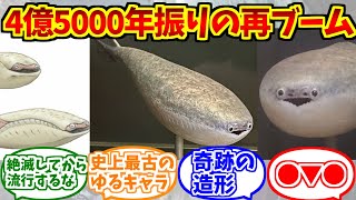 サカバンバスピスが心の底から好きな人達の反応集【オルドビス紀】【オウムガイ】【ヘルシンキ自然史博物館】