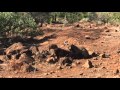 Leopard vs Warthog @ Kruger National Park